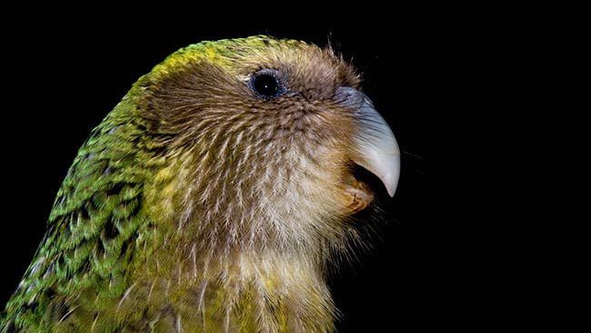 какапо нелетающий попугай