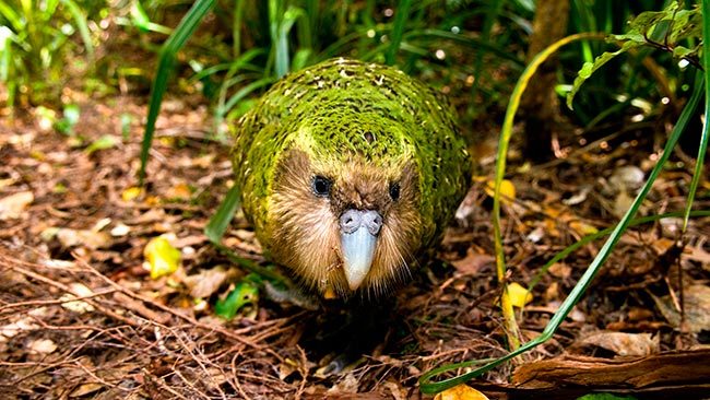 какапо попугай