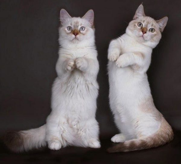 Два манчкина