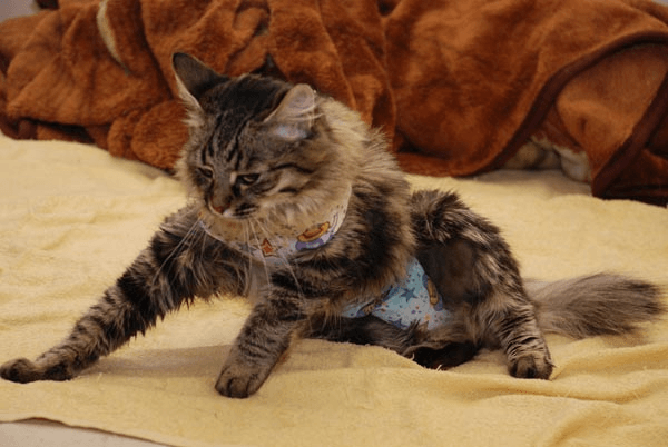 кошка в голубой попоне