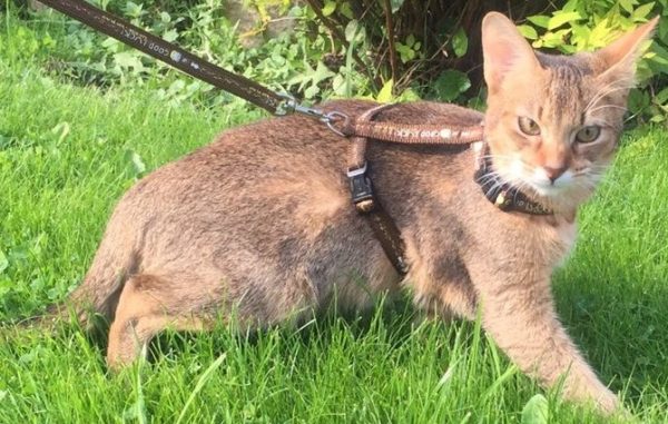 Кот-домей во время прогулки