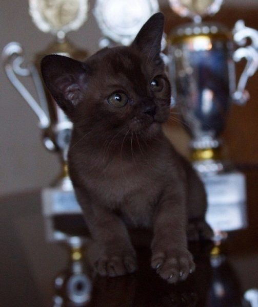 Котенок бурмы