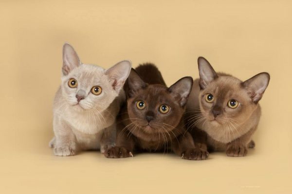 Три котенка бурманской кошки