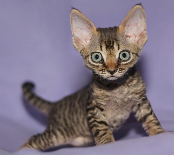 Котёнок девон-рекса в возрасте 1,5–2 месяца