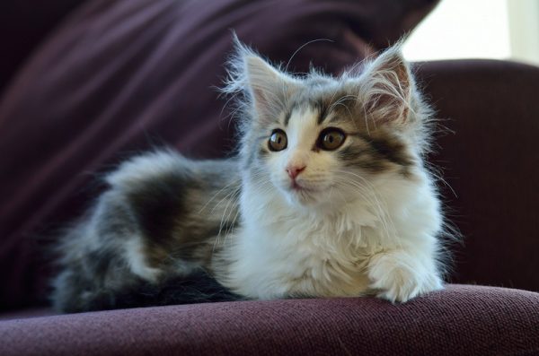 котёнок норвежской кошки с белым галстуком