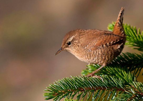 Животные и растения Алтайского края, занесенные в Красную книгу