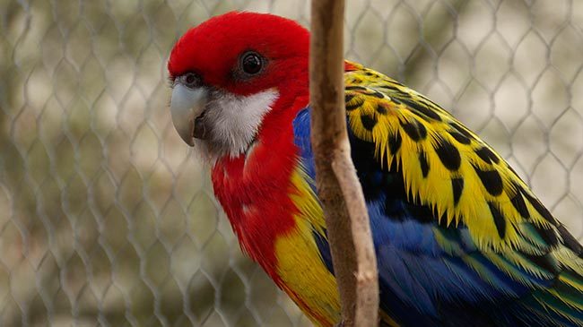 красивый попугай розелла