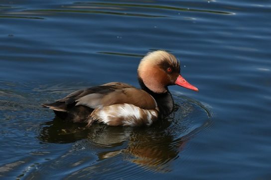 Животные и растения Алтайского края, занесенные в Красную книгу