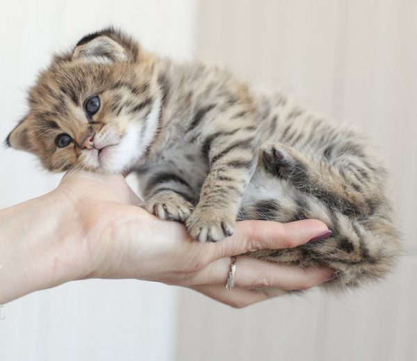 Крошечная саванна на ладони