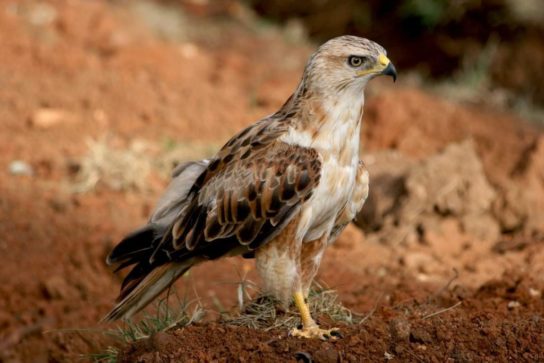 Крымские эндемичные растения и животные