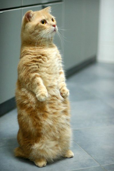 Манчкин сидит