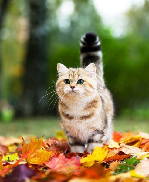 Котёнок манчкина