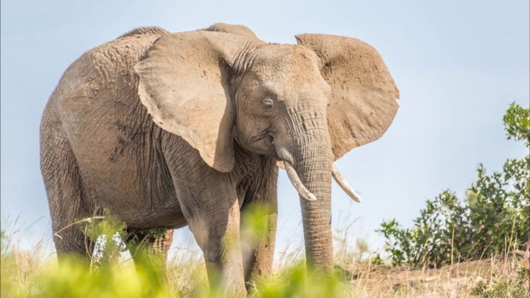 Интересные факты о слонах