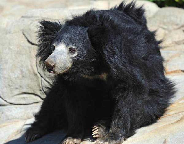 Медведь-губач-Образ-жизни-и-среда-обитания-медведя-губача-2