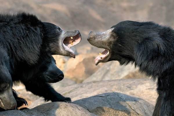 Медведь-губач-Образ-жизни-и-среда-обитания-медведя-губача-3