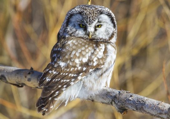 Животные Тайги