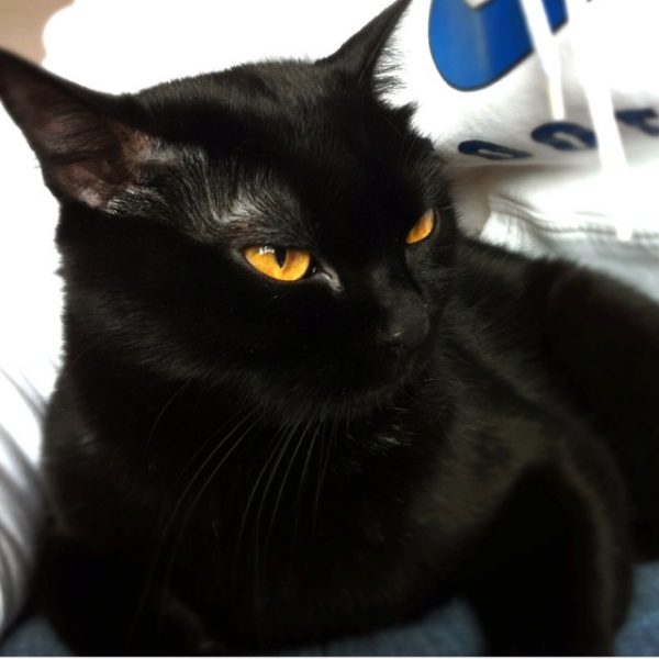 Бомбейская кошка рядом с белыми кроссовками