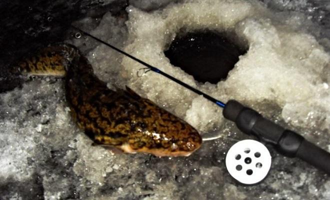 Ловля налима зимой - поиск троп и точек стоянки, снасти и приманки
