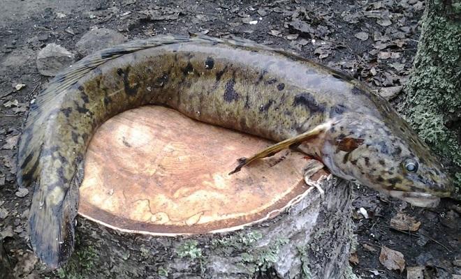 Ловля налима зимой - поиск троп и точек стоянки, снасти и приманки