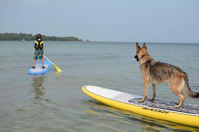 немецкая овчарка и спорт