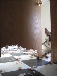 немецкая овчарка прогрызла дверь