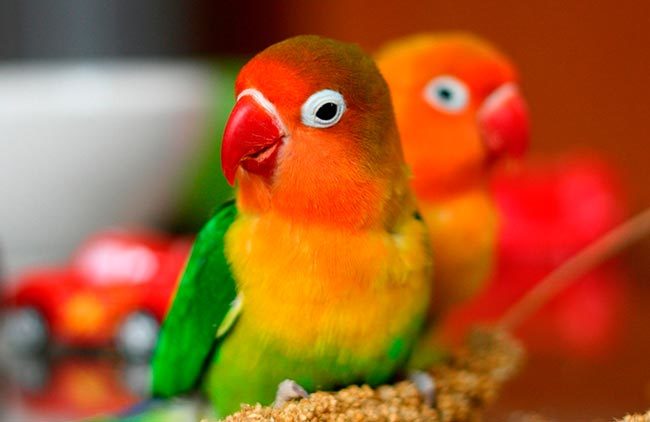 неразлучники