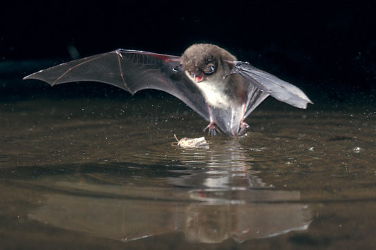 Животные и растения Алтайского края, занесенные в Красную книгу