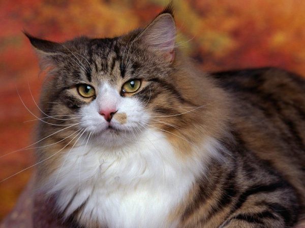 норвежская лесная кошка с «тигровым рисунком»