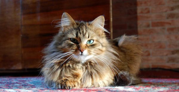 норвежская лесная кошка с бирюзовыми глазами