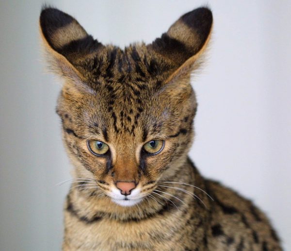 Цвет задней части ушей хауси