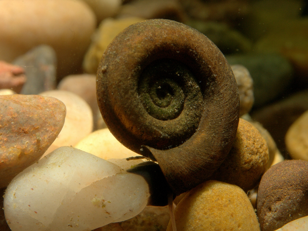 Мертвых улиток необходимо удалять из воды