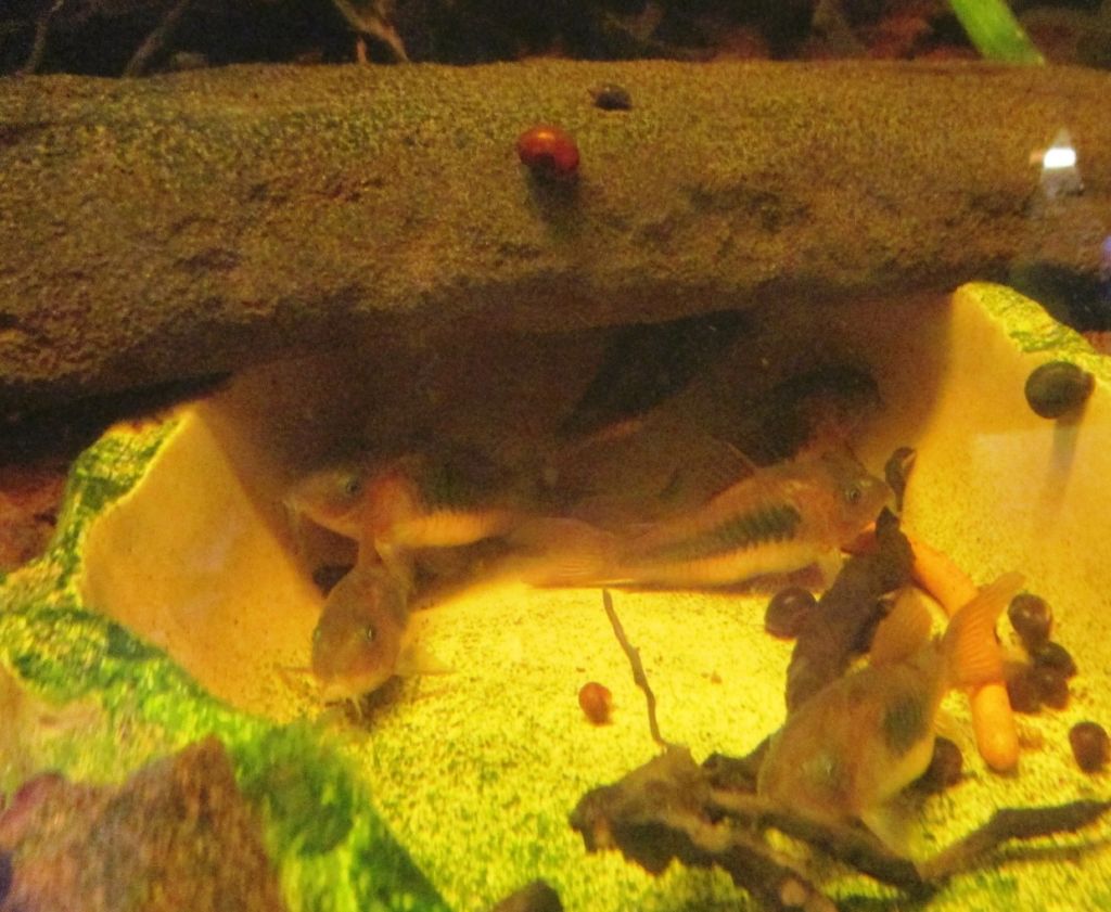 Чтобы избавиться от спиральных улиток, можно добавить в аквариум анциструсов