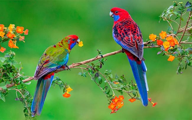 попугаи розелла