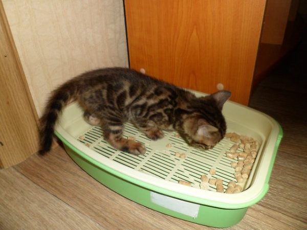 Котёнок стоит в лотке с горсткой древесных гранул