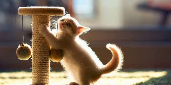 Приучаем котёнка к когтеточке