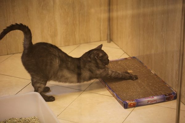 Приучаем взрослую кошку