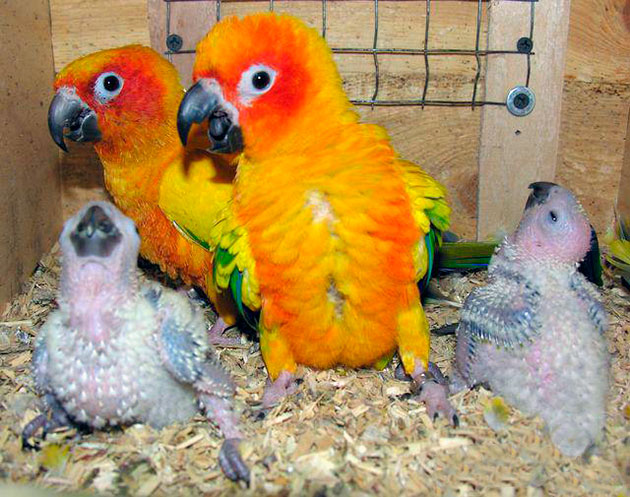 К продолжению рода аратинги становятся способны в четырехлетнем возрасте