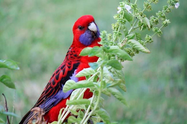 розелла птица