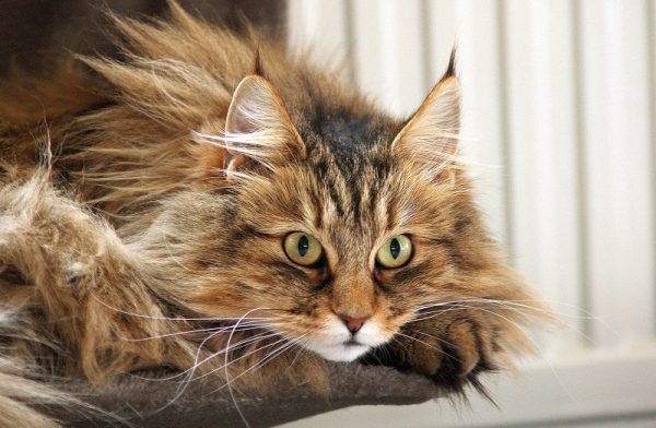 рыжая норвежская кошка с лохматым хвостом