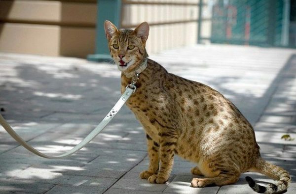 Саванна на прогулке