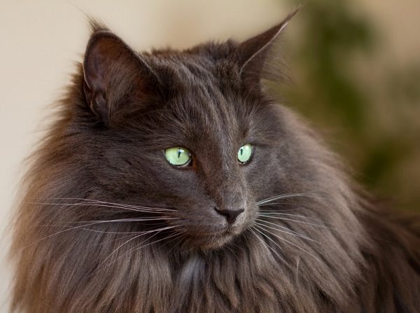 серая норвежская кошка с ярко-зелёными глазами