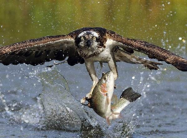 Скопа-птица-Образ-жизни-и-среда-обитания-птицы-скопы-1