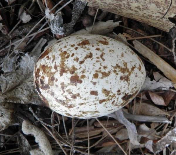 Скопа-птица-Образ-жизни-и-среда-обитания-птицы-скопы-12