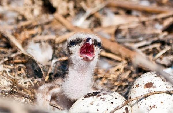Скопа-птица-Образ-жизни-и-среда-обитания-птицы-скопы-13