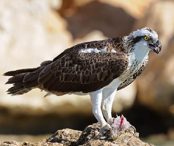 Скопа-птица-Образ-жизни-и-среда-обитания-птицы-скопы-2