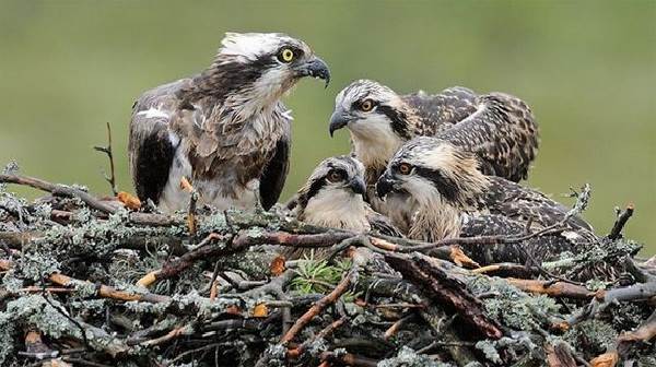 skopa-ptica-obraz-zhizni-i-sreda-obitaniya-pticy-skopy-6