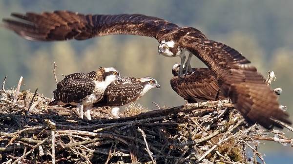 skopa-ptica-obraz-zhizni-i-sreda-obitaniya-pticy-skopy-7