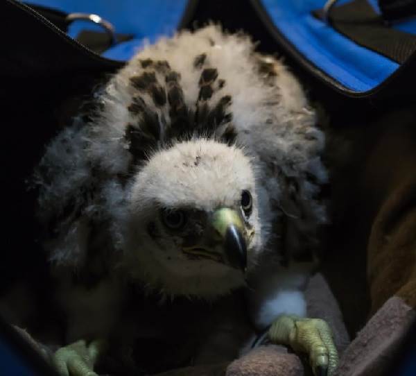 skopa-ptica-obraz-zhizni-i-sreda-obitaniya-pticy-skopy-9