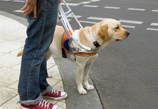 Первые собаки-поводыри появились ещё в средние века Первые собаки-поводыри появились ещё в средние века