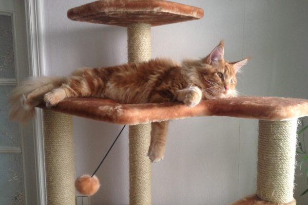 Совмещение приучения к когтеточке с игрой